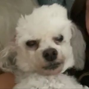 Meet your Posher, Cooper